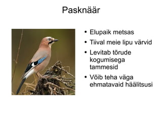 Pasknäär Elupaik metsas Tiival meie lipu värvid Levitab tõrude kogumisega tammesid Võib teha väga ehmatavaid häälitsusi 