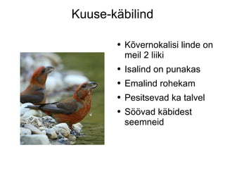 Kuuse-käbilind Kõvernokalisi linde on meil 2 liiki Isalind on punakas Emalind rohekam Pesitsevad ka talvel Söövad käbidest seemneid 
