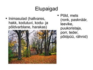 Elupaigad Inimasulad (hallvares, hakk, kodutuvi, kodu- ja põldvarblane, harakas) Põld, mets (ronk, pasknäär, leevike, puukoristaja, porr, teder, põldpüü, rähnid) 