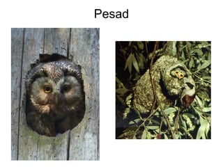 Pesad 
