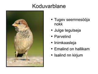 Koduvarblane Tugev seemnesööja nokk Julge tegutseja Parvelind Inimkaasleja Emalind on hallikam Isalind nn kirjum 