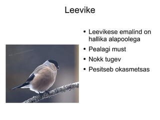 Leevike Leevikese emalind on hallika alapoolega Pealagi must Nokk tugev Pesitseb okasmetsas 