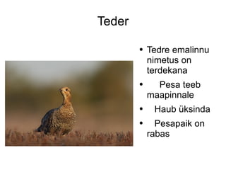 Teder Tedre emalinnu nimetus on terdekana Pesa teeb  maapinnale Haub üksinda Pesapaik on rabas 