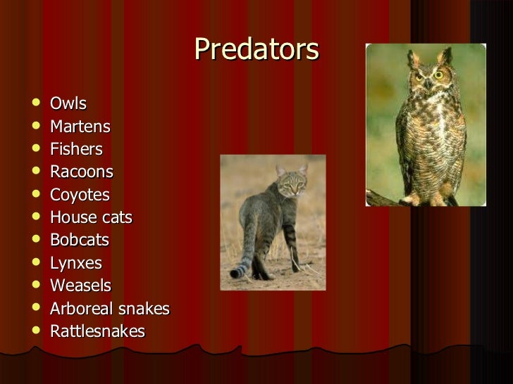 Paige entwistlie flying squirrel