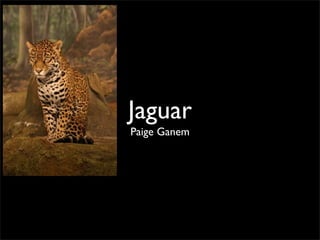 Jaguar
Paige Ganem
 