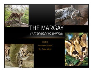 THE MARGAY
(LEOPARDUS WIEDII)
        Grade:6
    Fessenden School
    By : Paige Milner
 