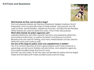 K-9 Facts and Questions

What breeds do they use for police dogs?
The most popular breeds are German Shepherds, Belgian Malinois, Dutch
Shepherds, and occasionally mixes of these breeds. Less popular, but still
used at times, are Rottweiler's, Doberman Pinchers, and Bouvier de Flandres.
Other breeds are used for detection work, if this is their sole purpose.
What other breeds do police agencies use?
Labrador Retrievers are often used for narcotics and explosives detection,
and evidence discovery, as well as for Search and Rescue functions.
Bloodhounds are used for trailing, and many mixed breeds can be used for
detection and scent work as well.
Are any of the dogs for police work ever adopted from a shelter?
Yes. It is common practice to find a good dog for scent work wherever a
good dog can be found. Shelters, private homes, and adoption agencies
can supply excellent dogs that love to work.
Do they use only males, or do they also use females for police service dogs?
Males and females both make excellent police service dogs.

 
