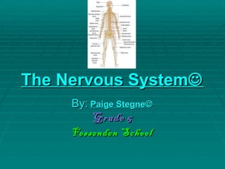 The Nervous System  By:   Paige Stegne  Grade   5 Fessenden   School 