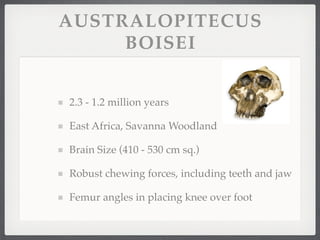 AUSTRALOPITECUS
     BOISEI


2.3 - 1.2 million years

East Africa, Savanna Woodland

Brain Size (410 - 530 cm sq.)

Robust chewing forces, including teeth and jaw

Femur angles in placing knee over foot
 
