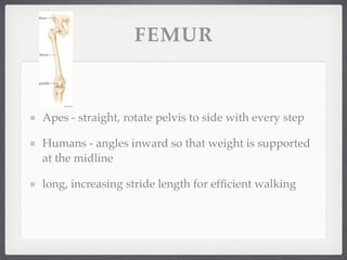 FEMUR



Apes - straight, rotate pelvis to side with every step

Humans - angles inward so that weight is supported
at the midline

long, increasing stride length for efﬁcient walking
 