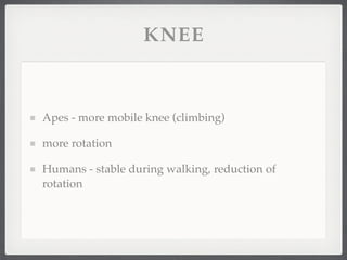 KNEE



Apes - more mobile knee (climbing)

more rotation

Humans - stable during walking, reduction of
rotation
 