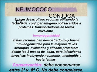 NEUMOCOCO
CONJUGA
DA
Se han desarrollado vacunas utilizando la
técnica de conjugar antígeno polisacáridos a
proteínas transportadoras en forma
covalente .
Inmunogenicidad
Estas vacunas han demostrado muy buena
inmunogenicidad para la mayoría de los
serotipos evaluados y eficacia protectora
desde los 2 meses de edad, para infecciones
invasivas incluyendo neumonía, meningitis y
bacteriemias.
Conservación: debe conservarse
entre 2º y 8º C. No debe congelarse.
 