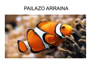PAILAZO ARRAINA
 