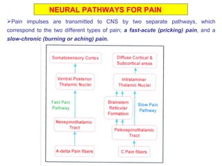 NEURAL PATHWAYS FOR PAIN Pain impulses are transmitted to CNS by two separate pathways, which correspond to the two different types of pain;  a fast-acute (pricking) pain , and a  slow-chronic (burning or aching) pain.   