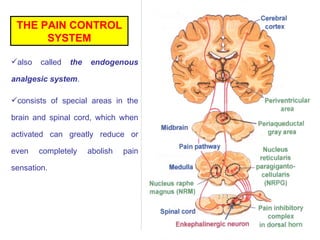 Pain | PPT