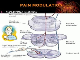 PAIN MODULATION SUPRASPINAL INHIBITION 