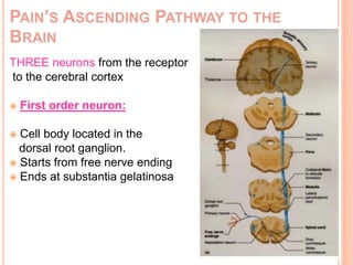 PAIN’S ASCENDING PATHWAY TO THE 
BRAIN 
THREE neurons from the receptor 
to the cerebral cortex 
 First order neuron: 
 Cell body located in the 
dorsal root ganglion. 
 Starts from free nerve ending 
 Ends at substantia gelatinosa 
 