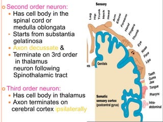  Second order neuron: 
 Has cell body in the 
spinal cord or 
medulla oblongata 
• Starts from substantia 
gelatinosa 
 Axon decussate & 
 Terminate on 3rd order 
in thalamus 
neuron following 
Spinothalamic tract 
 Third order neuron: 
 Has cell body in thalamus 
 Axon terminates on 
cerebral cortex ipsilaterally 
 