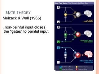 GATE THEORY 
Melzack & Wall (1965) 
. non-painful input closes 
the "gates" to painful input 
 