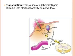  Transduction: Translation of a (chemical) pain 
stimulus into electrical activity on nerve level. 
 