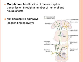 Modulation: Modification of the nociceptive 
transmission through a number of humoral and 
neural effects 
 anti-nociceptive pathways 
(descending pathway) 
 