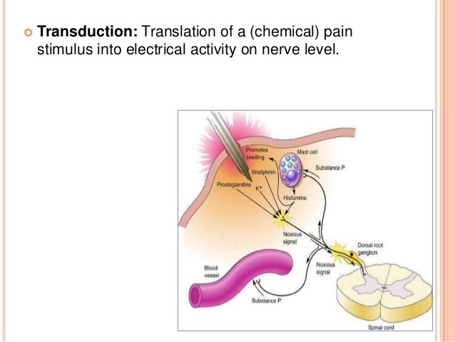 Pain anatomy and physiology