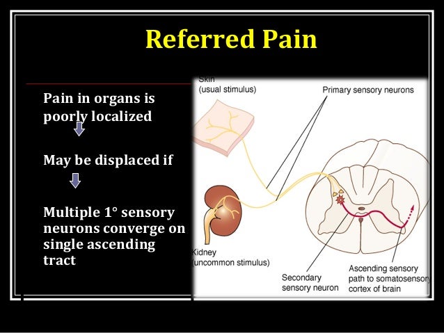 PHYSIOLOGY OF PAIN SENSATION sinus pain diagram 