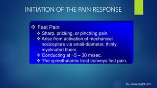 INITIATION OF THE PAIN RESPONSE
 Fast Pain
 Sharp, pricking, or pinching pain
 Arise from activation of mechanical
nociceptors via small-diameter, thinly
myelinated fibers
 Conducting at ~5 – 30 m/sec.
 The spinothalamic tract conveys fast pain.
By: www.seas9.com
 