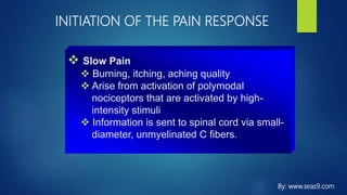 INITIATION OF THE PAIN RESPONSE
 Slow Pain
 Burning, itching, aching quality
 Arise from activation of polymodal
nociceptors that are activated by high-
intensity stimuli
 Information is sent to spinal cord via small-
diameter, unmyelinated C fibers.
By: www.seas9.com
 