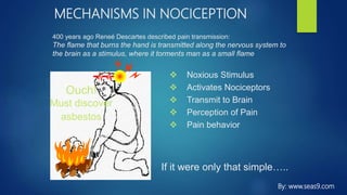 400 years ago Reneé Descartes described pain transmission:
The flame that burns the hand is transmitted along the nervous system to
the brain as a stimulus, where it torments man as a small flame
MECHANISMS IN NOCICEPTION
 Noxious Stimulus
 Activates Nociceptors
 Transmit to Brain
 Perception of Pain
 Pain behavior
Ouch!
Must discover
asbestos
If it were only that simple…..
By: www.seas9.com
 