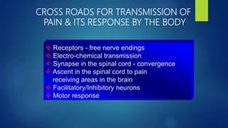 CROSS ROADS FOR TRANSMISSION OF
PAIN & ITS RESPONSE BY THE BODY
 Receptors - free nerve endings
 Electro-chemical transmission
 Synapse in the spinal cord - convergence
 Ascent in the spinal cord to pain
receiving areas in the brain
 Facilitatory/Inhibitory neurons
 Motor response
 