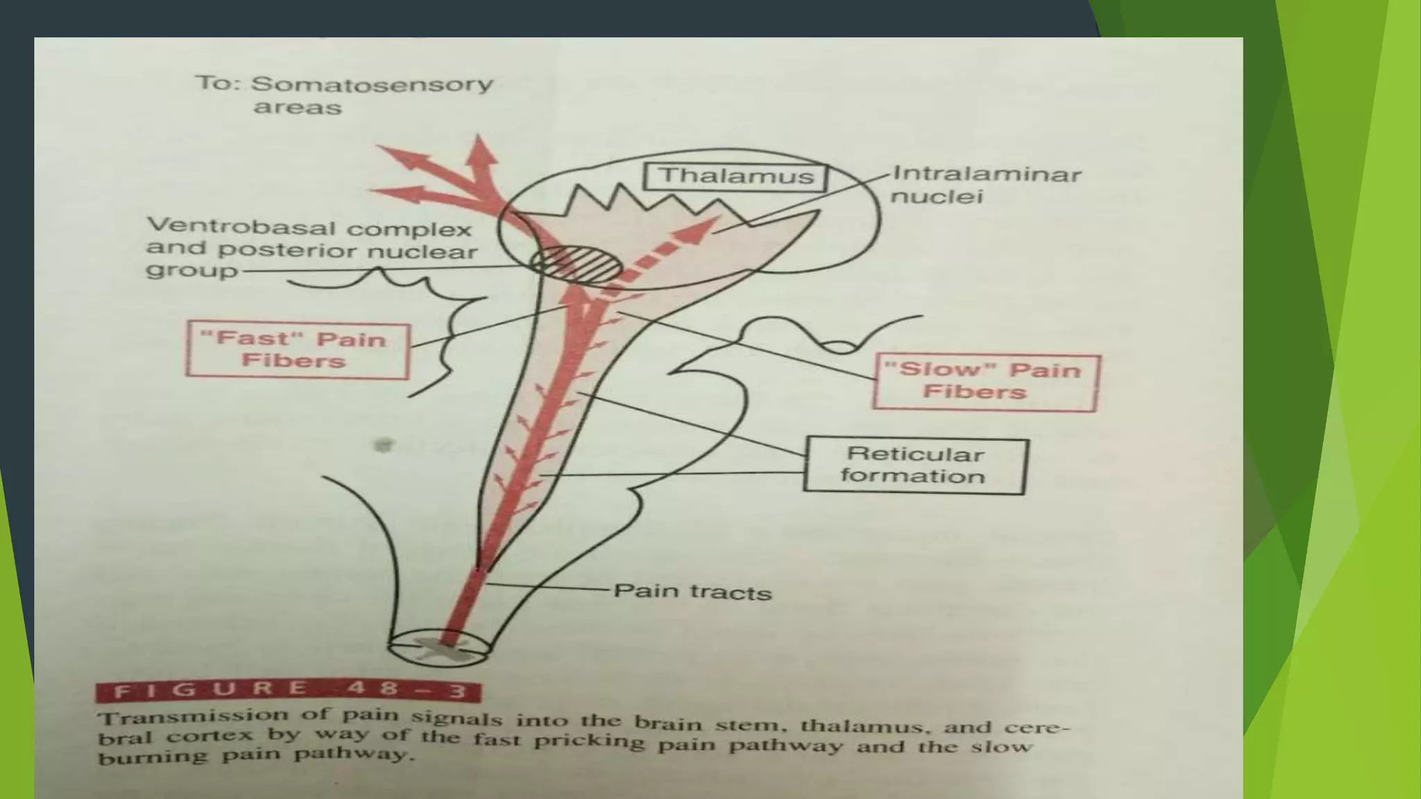 Pain definition, pathway,analgesic pathway, types of pain | PPTX