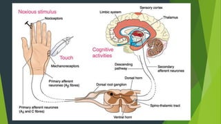 Pain definition, pathway,analgesic pathway, types of pain | PPTX