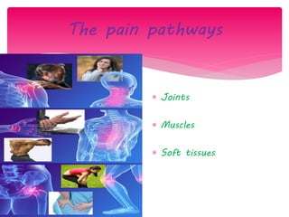 The pain pathways
 Joints
 Muscles
 Soft tissues
 