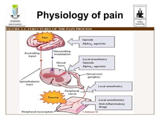 Physiology of pain
 