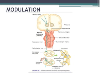 Pain- defintion, types and principles of pain management | PPTX