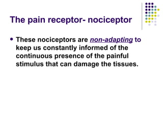 The pain receptor- nociceptor These nociceptors are  non-adapting  to  keep us constantly informed of the continuous presence of the painful stimulus that can damage the tissues. 