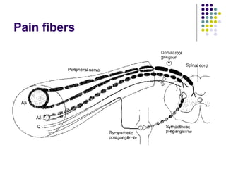 Pain fibers 