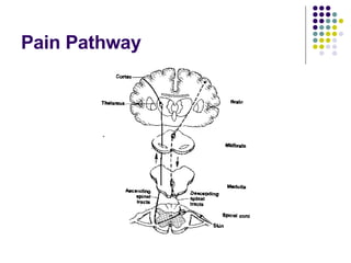 Pain Pathway 