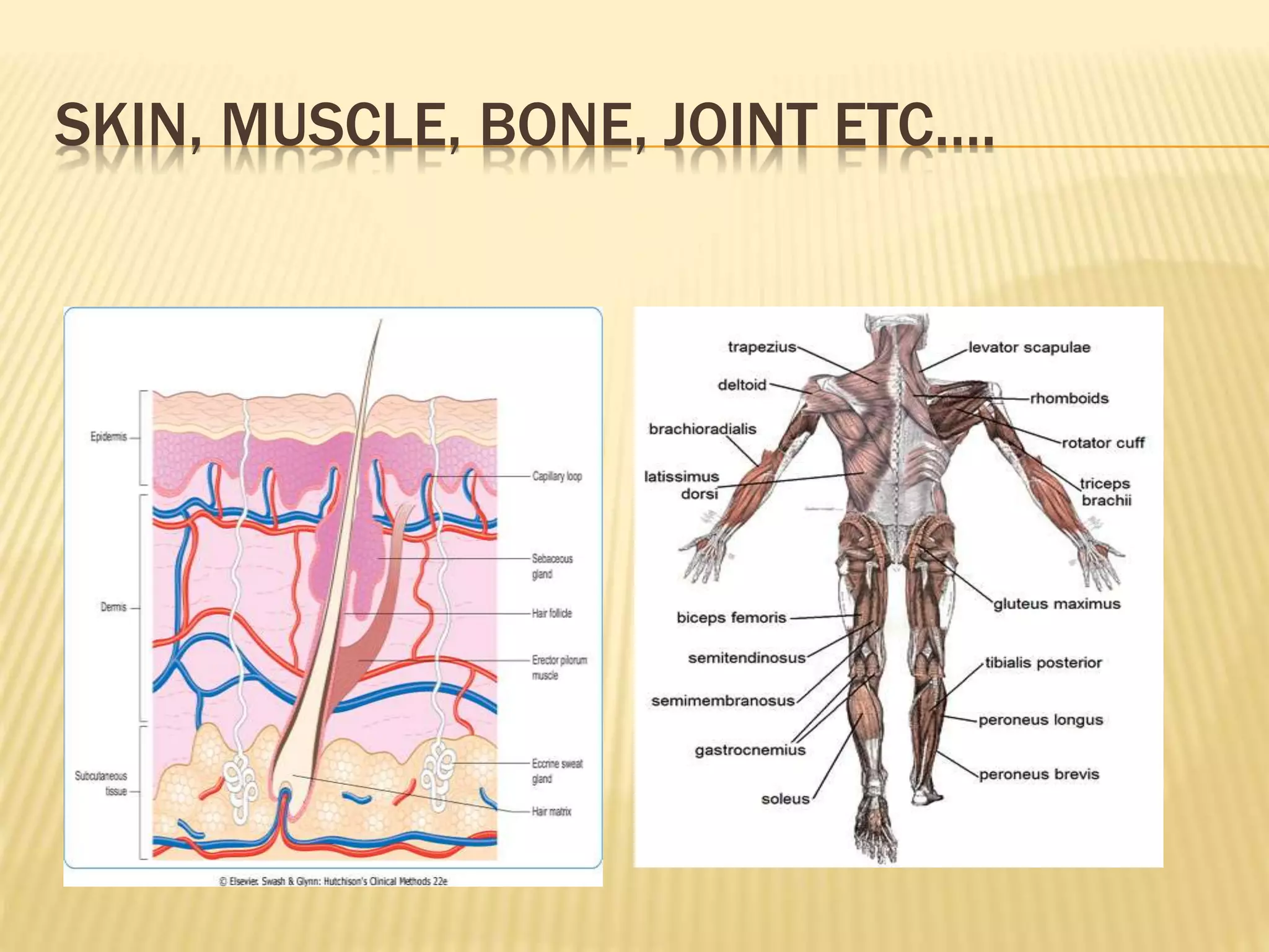 SKIN, MUSCLE, BONE, JOINT ETC….
 