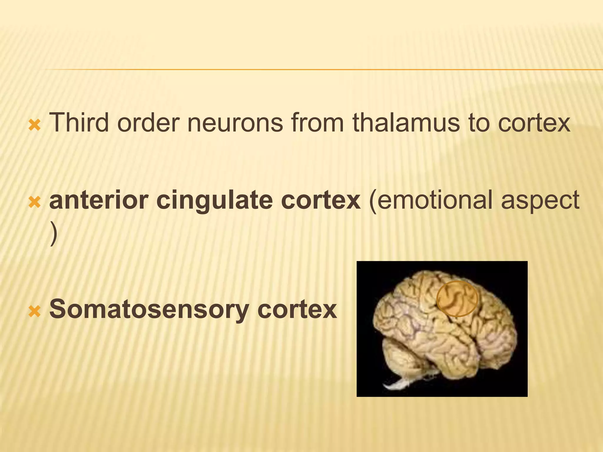  Third order neurons from thalamus to cortex
 anterior cingulate cortex (emotional aspect
)
 Somatosensory cortex
 