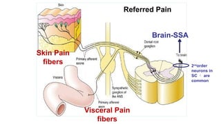 Comprehensive Overview of Pain Mechanisms, Analgesia, and Sensory ...