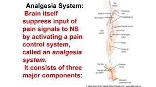 Comprehensive Overview of Pain Mechanisms, Analgesia, and Sensory ...