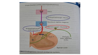 Comprehensive Overview of Pain Mechanisms, Analgesia, and Sensory ...