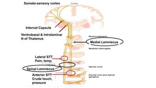 Comprehensive Overview of Pain Mechanisms, Analgesia, and Sensory ...