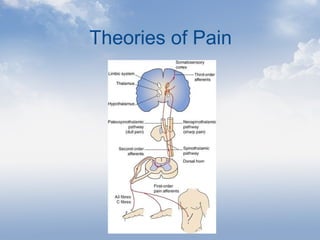 Theories of Pain
 