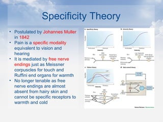 Specificity Theory
• Postulated by Johannes Muller
in 1842
• Pain is a specific modality
equivalent to vision and
hearing
• It is mediated by free nerve
endings just as Meissner
corpuscles for touch and
Ruffini end organs for warmth
• No longer tenable as free
nerve endings are almost
absent from hairy skin and
cannot be specific receptors to
warmth and cold
 