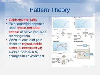 Pattern Theory
• Goldscheider,1894
• Pain sensation depends
upon spatio-temporal
pattern of nerve impulses
reaching brain
• Warmth, cold and pain
describe reproducable
codes of neural activity
evoked from skin by
changes in environment
 