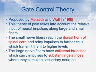 Gate Control Theory
• Proposed by Melzack and Wall in 1965
• This theory of pain takes into account the relative
input of neural impulses along large and small
fibers
• The small nerve fibers reach the dorsal horn of
spinal cord and relay impulses to further cells
which transmit them to higher levels
• The large nerve fibers have collateral branches,
which carry impulses to substantia gelatinosa
where they stimulate secondary neurons
 