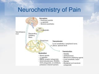 Neurochemistry of Pain
 